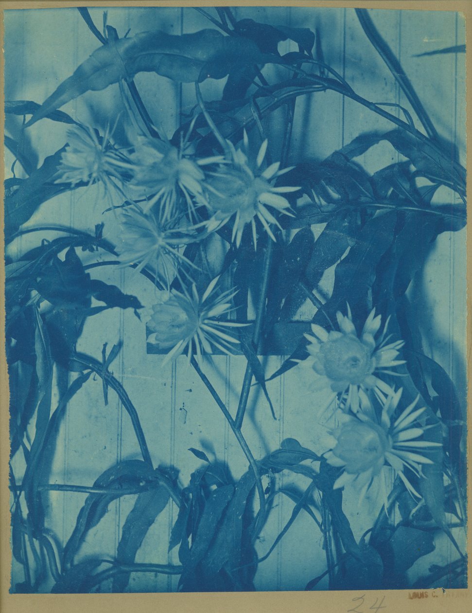 花の研究、c.1900（オリジナルマウントのシアノタイプ）